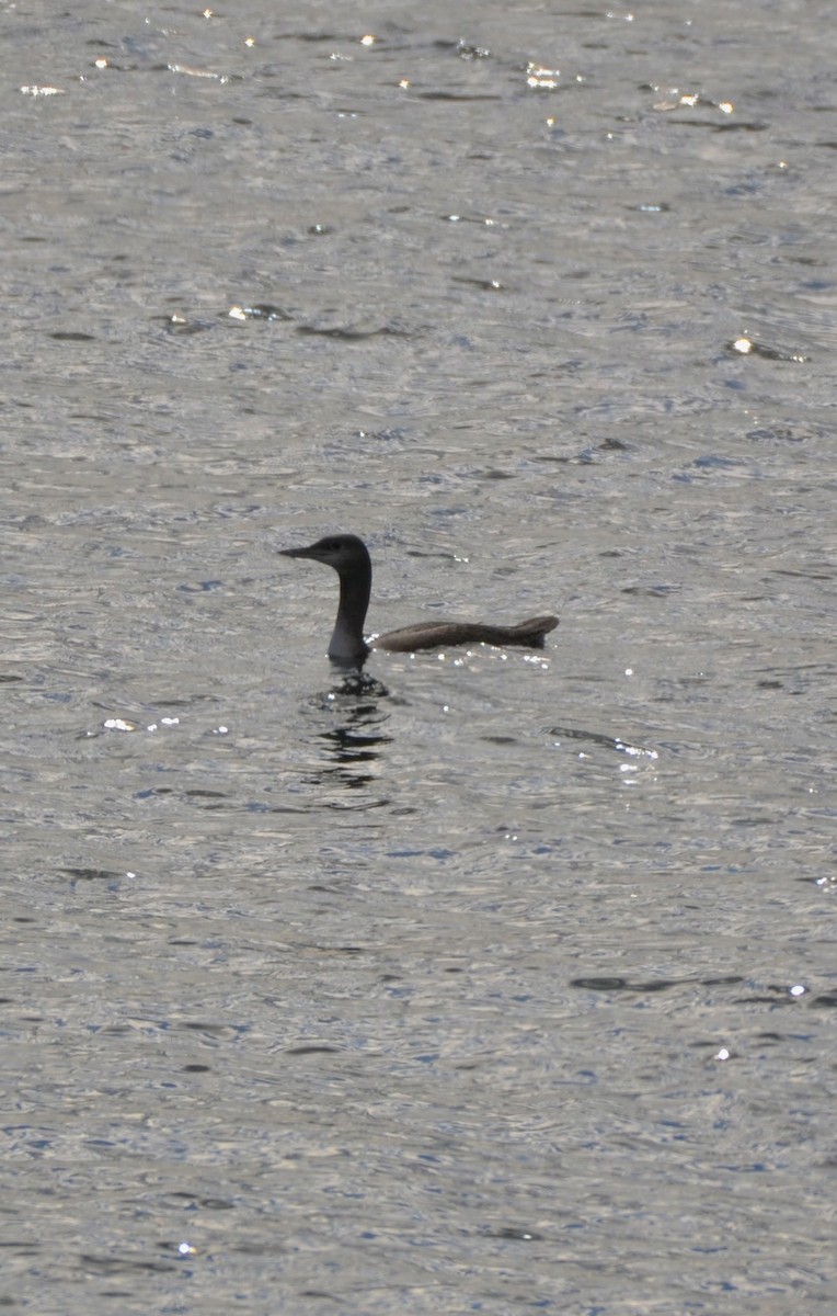 Red-throated Loon - ML645664937
