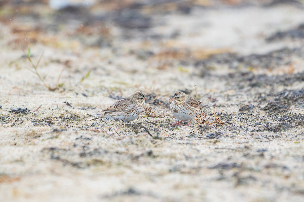 Savannah Sparrow (Ipswich) - ML645664941