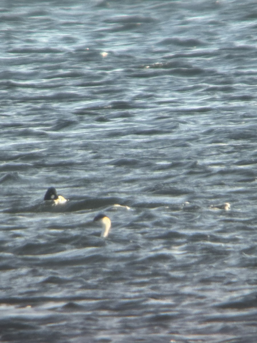 Western Grebe - ML645664942