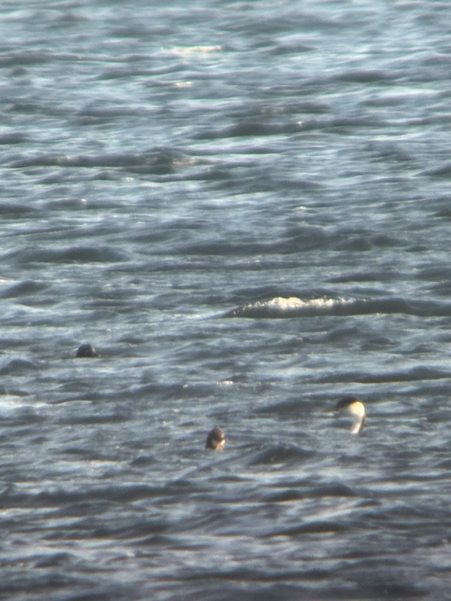 Western Grebe - ML645664943