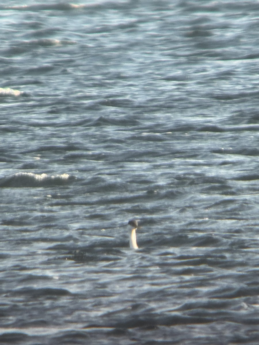 Western Grebe - ML645664944