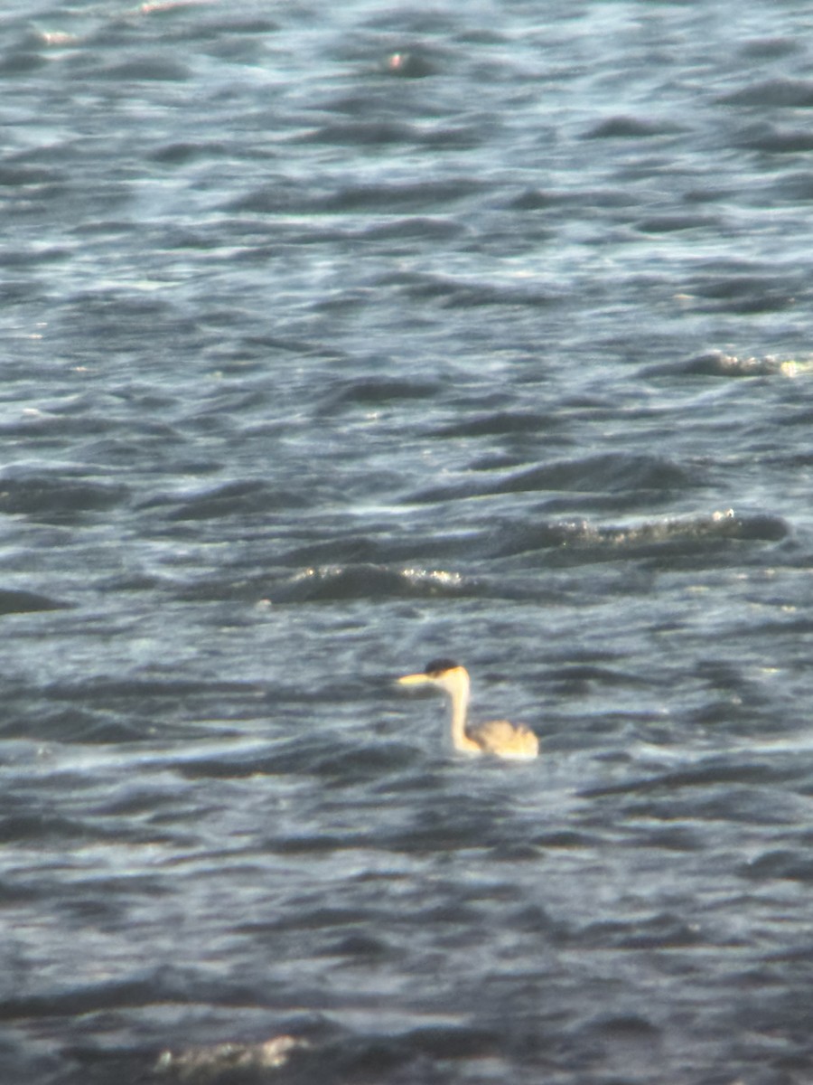 Western Grebe - ML645664945