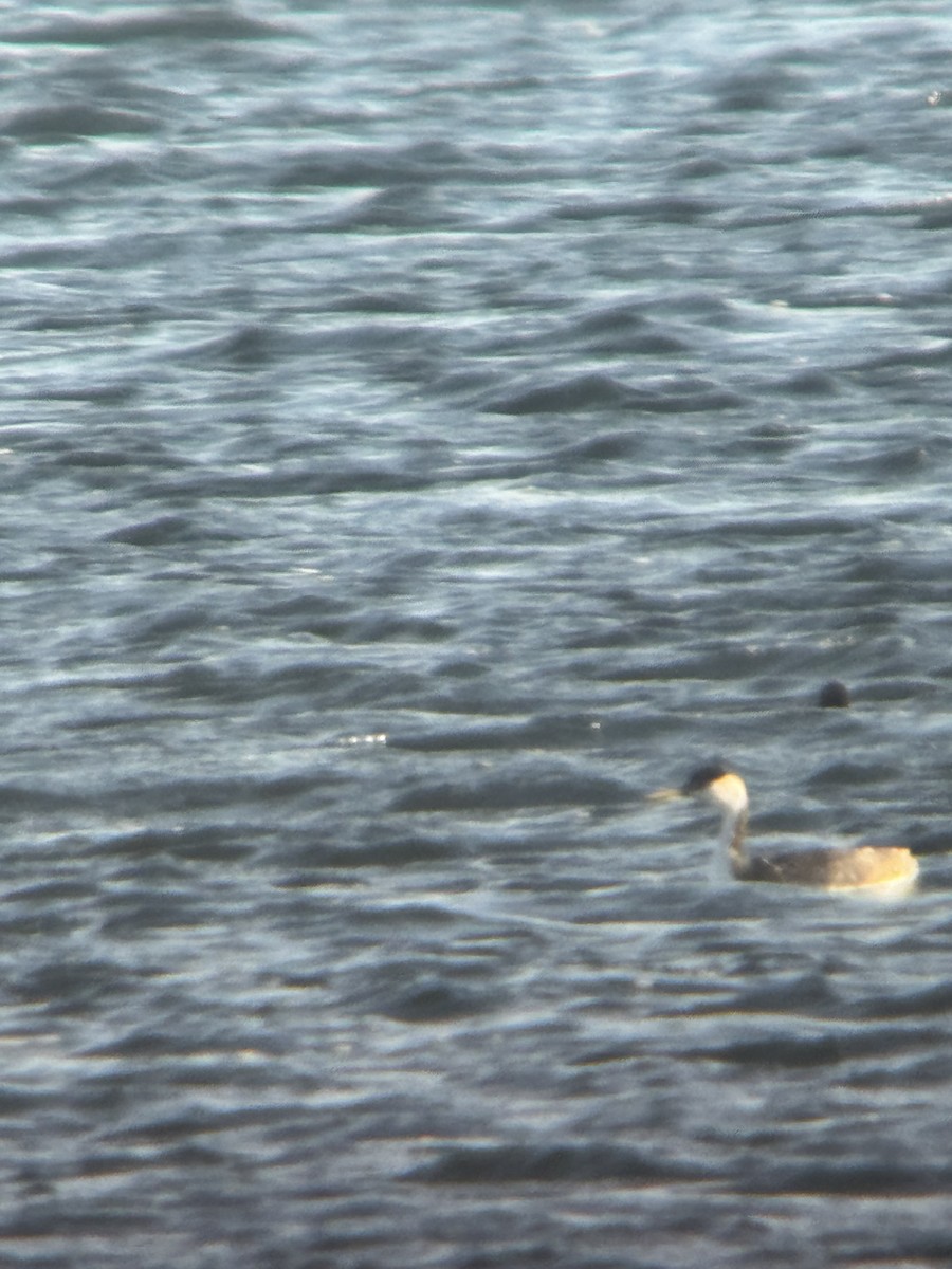 Western Grebe - ML645664946