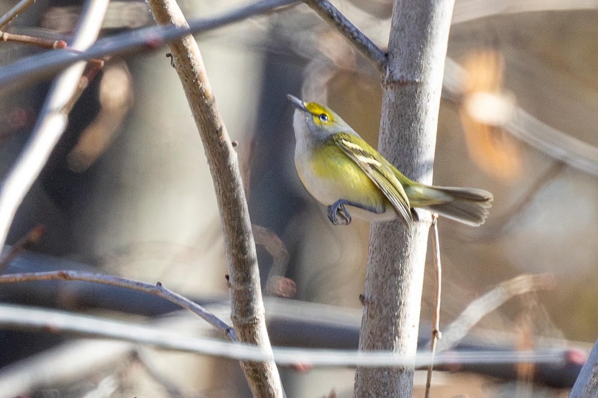 White-eyed Vireo - ML645664949