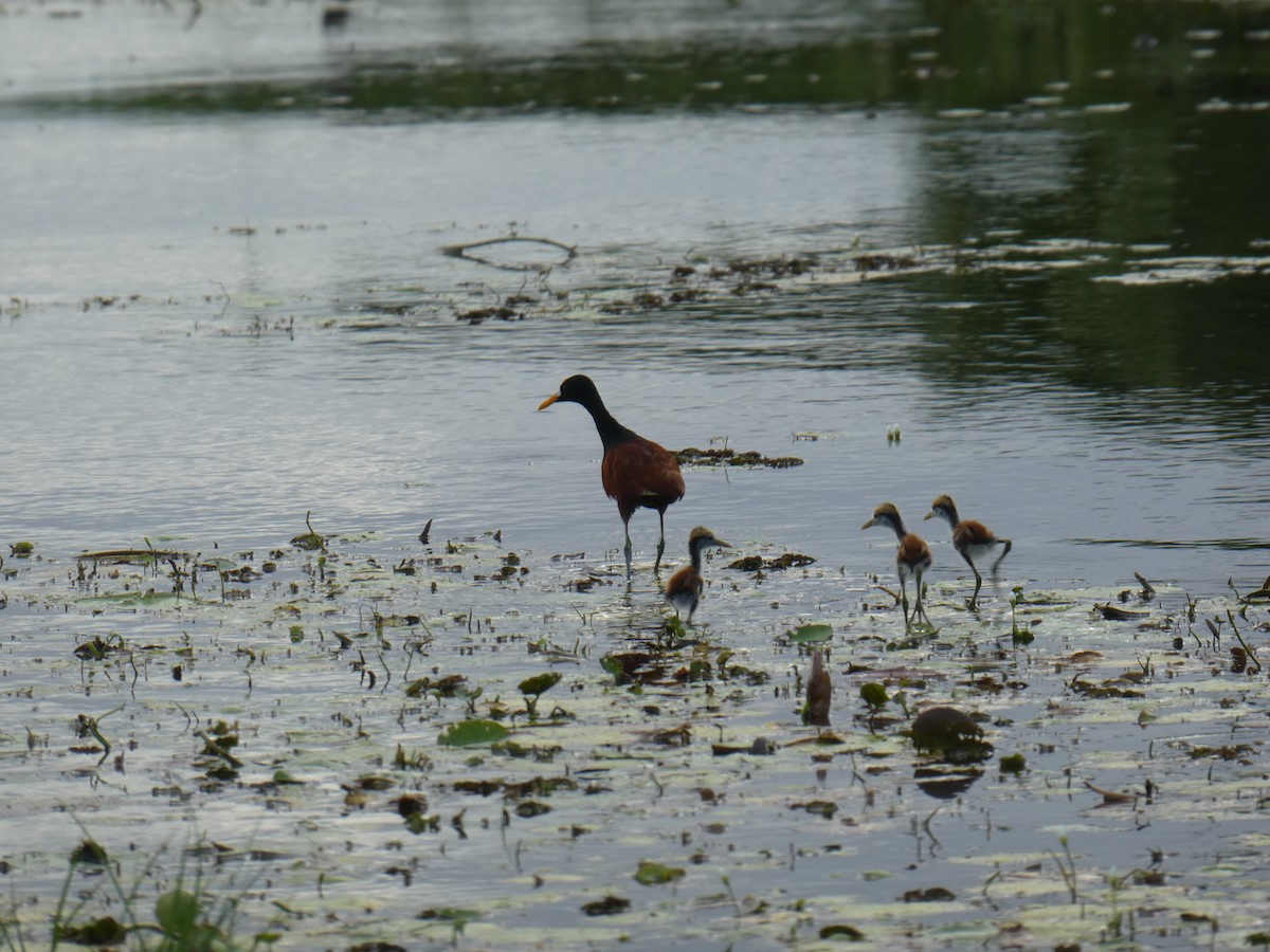 Northern Jacana - ML645664959