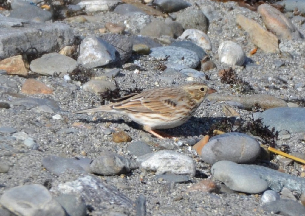 Savannah Sparrow (Ipswich) - ML645664963