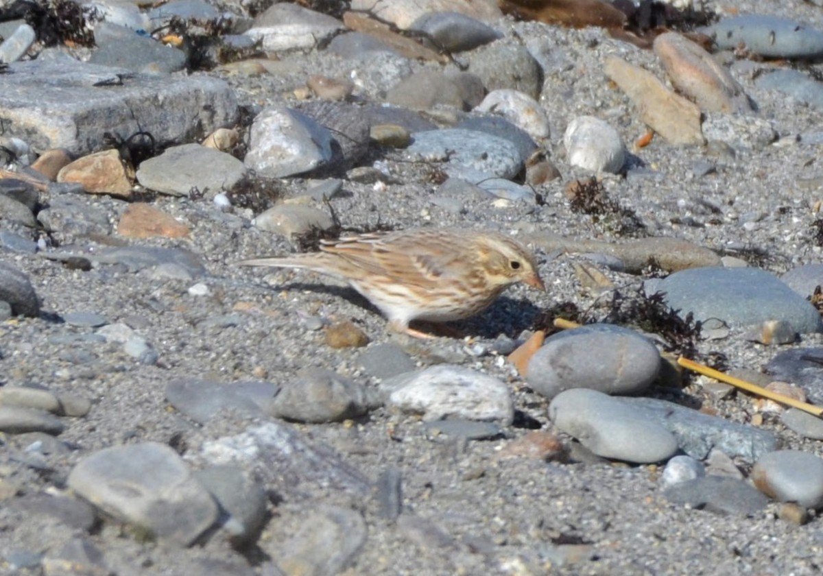 Savannah Sparrow (Ipswich) - ML645664964