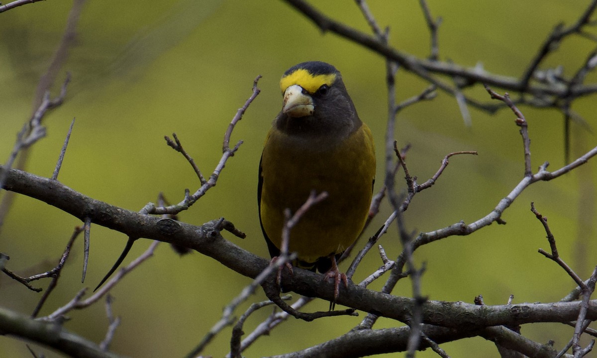 Evening Grosbeak - ML645664966