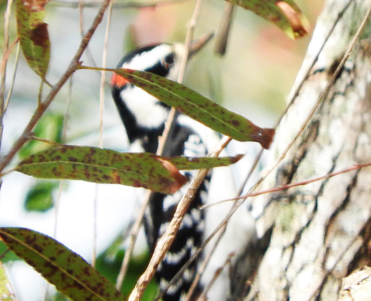 Hairy Woodpecker - ML645664969