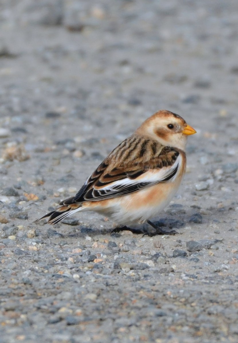 Snow Bunting - ML645664972