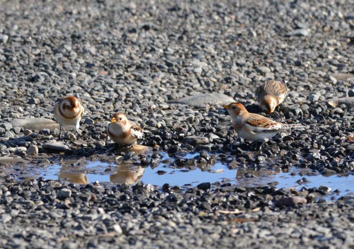 Snow Bunting - ML645664973