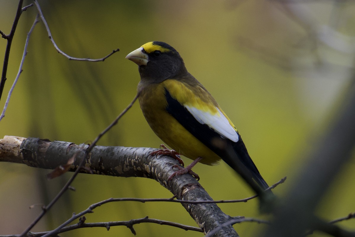 Evening Grosbeak - ML645664976
