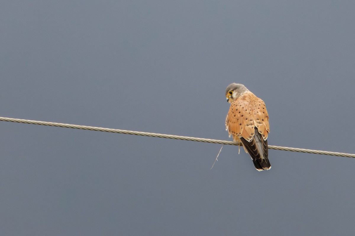 Eurasian Kestrel - ML645664978