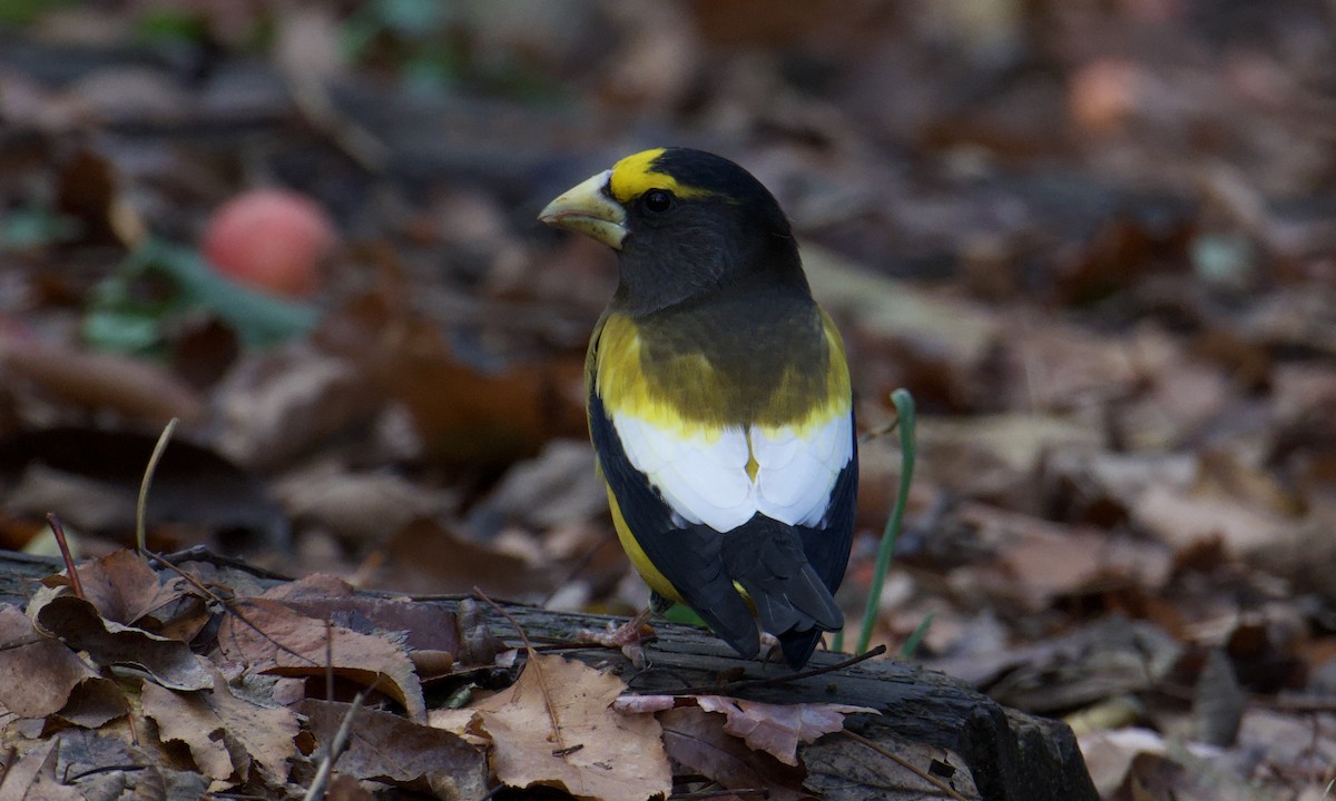 Evening Grosbeak - ML645664979