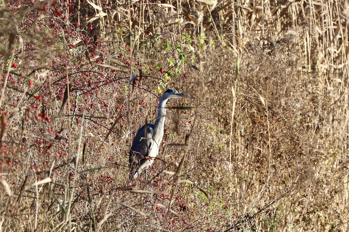 Gray Heron - ML645664981