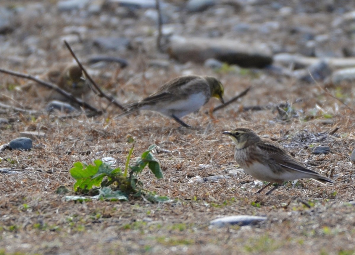 Horned Lark - ML645664982