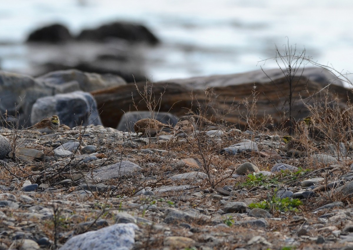 Horned Lark - ML645664983