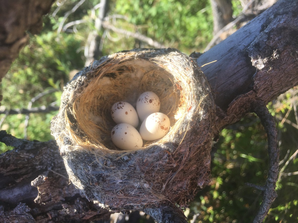 Western Wood-Pewee - ML645664991