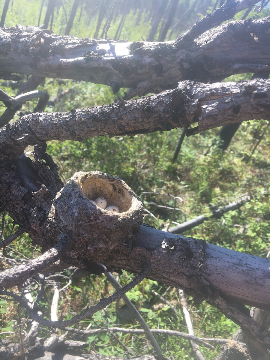 Western Wood-Pewee - ML645664992