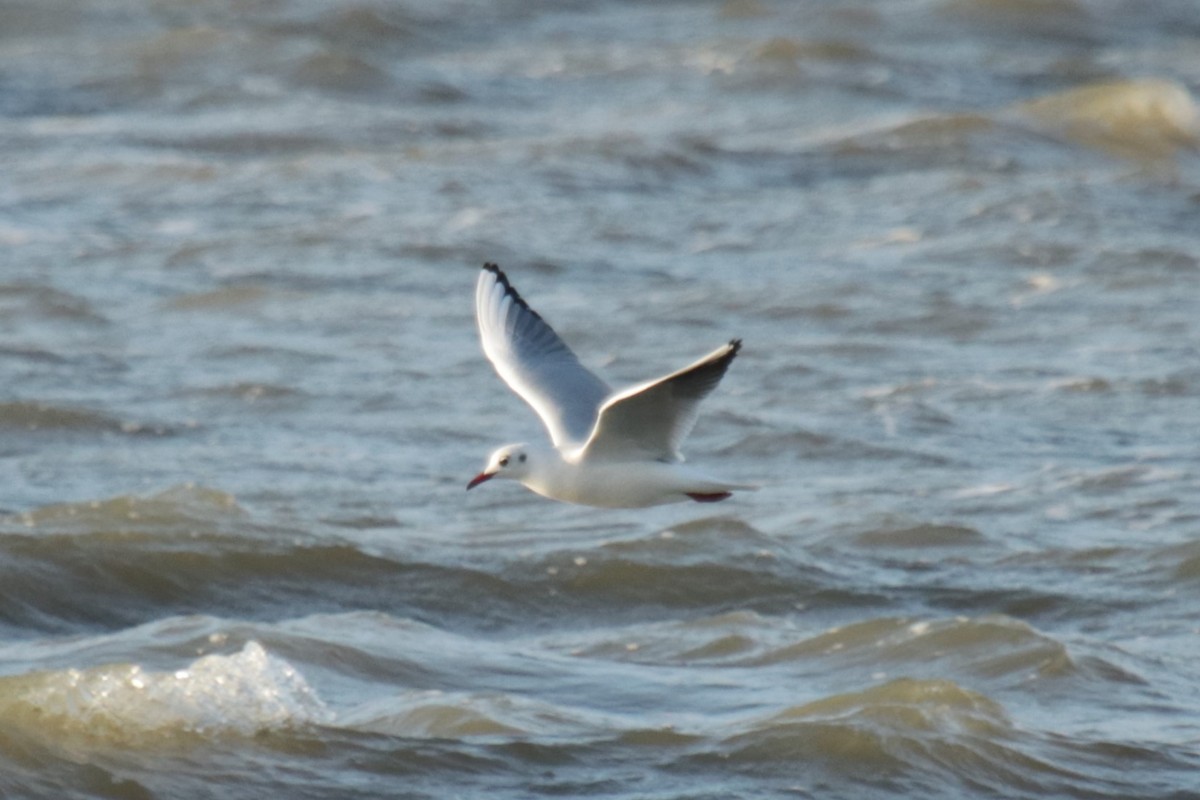 ユリカモメ - ML645664993