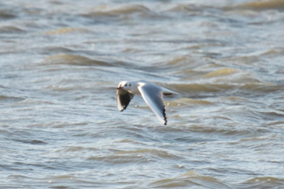 ユリカモメ - ML645664994