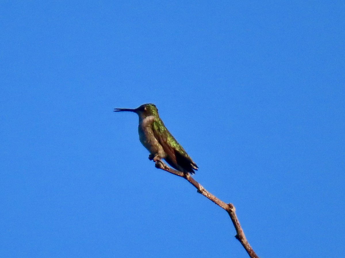Colibri à gorge rubis - ML645665002