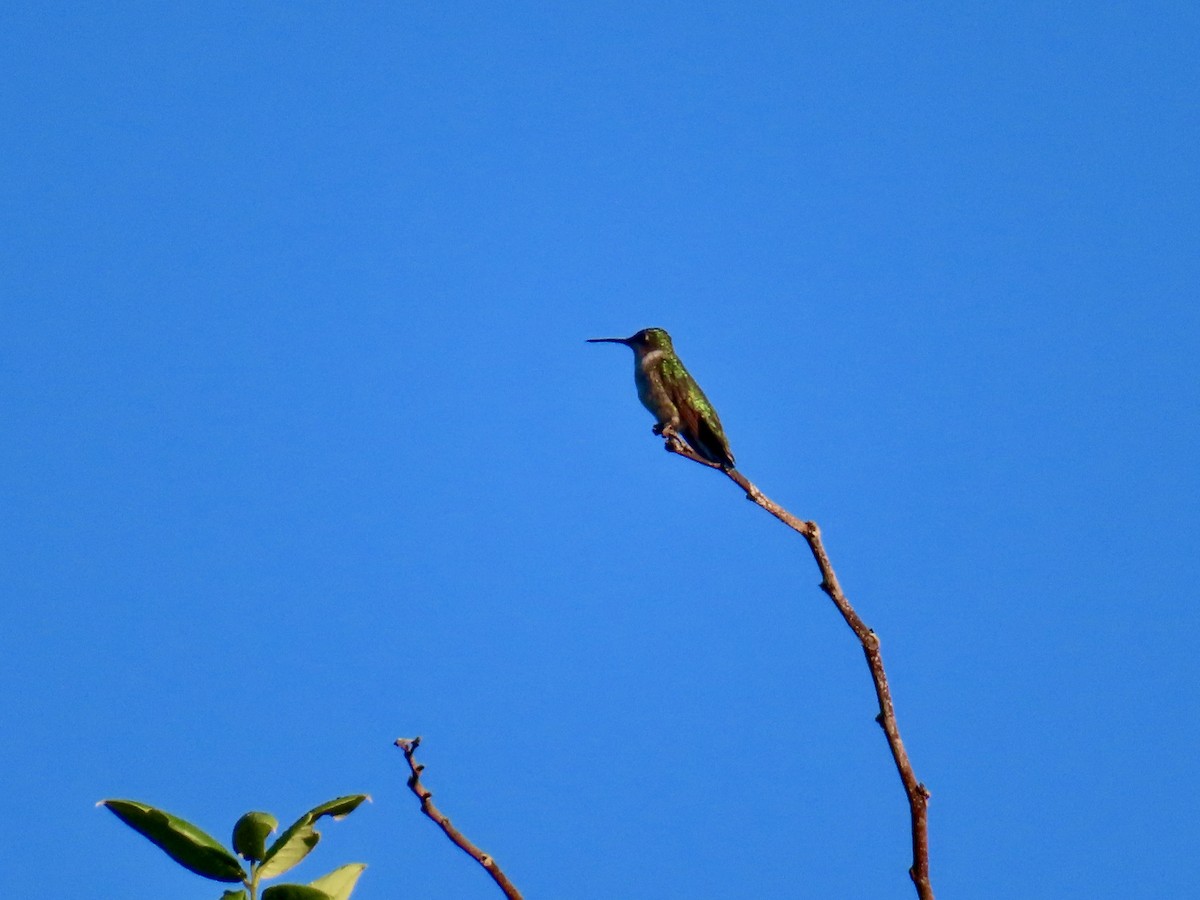 Colibri à gorge rubis - ML645665004
