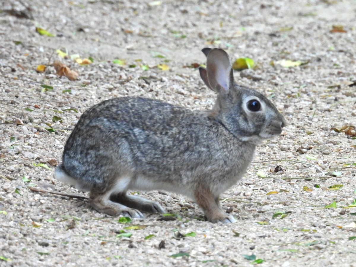 Animals - ML645665005