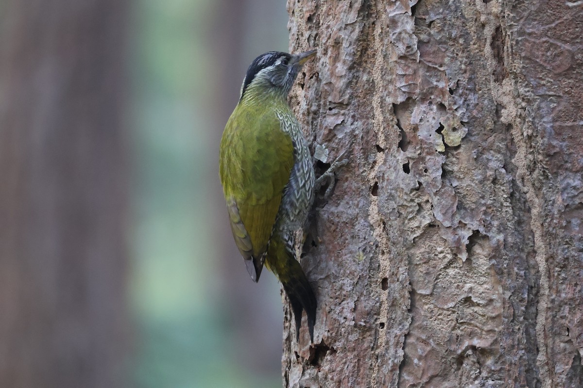 Streak-throated Woodpecker - ML645665008