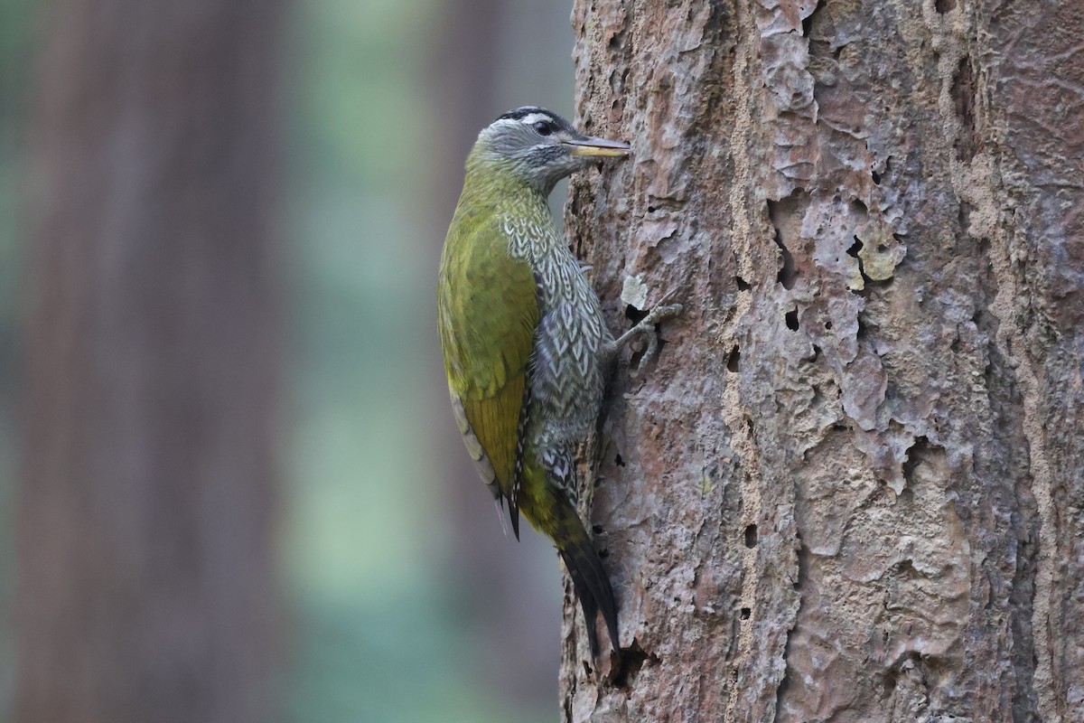 Streak-throated Woodpecker - ML645665009