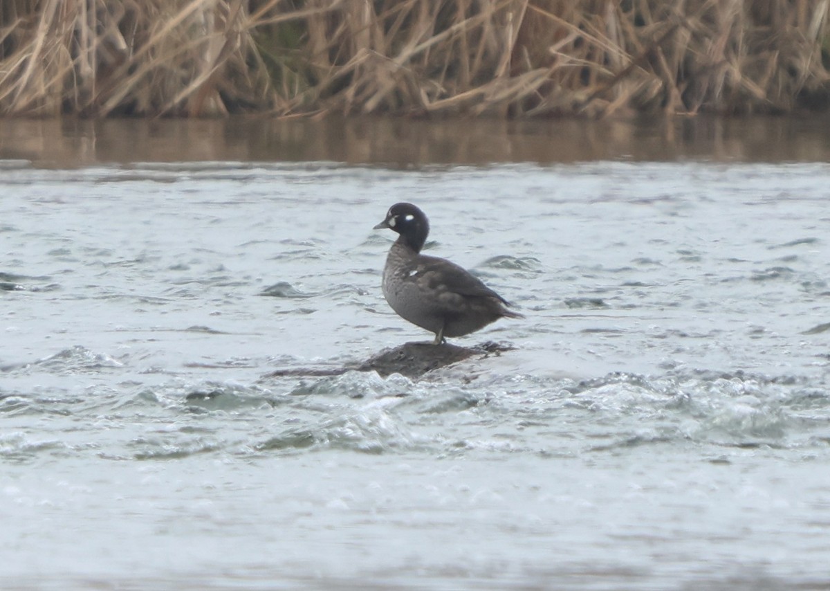 Harlequin Duck - ML645665016