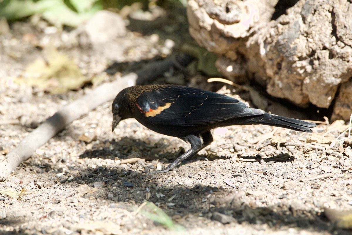 Red-winged Blackbird - ML645665019