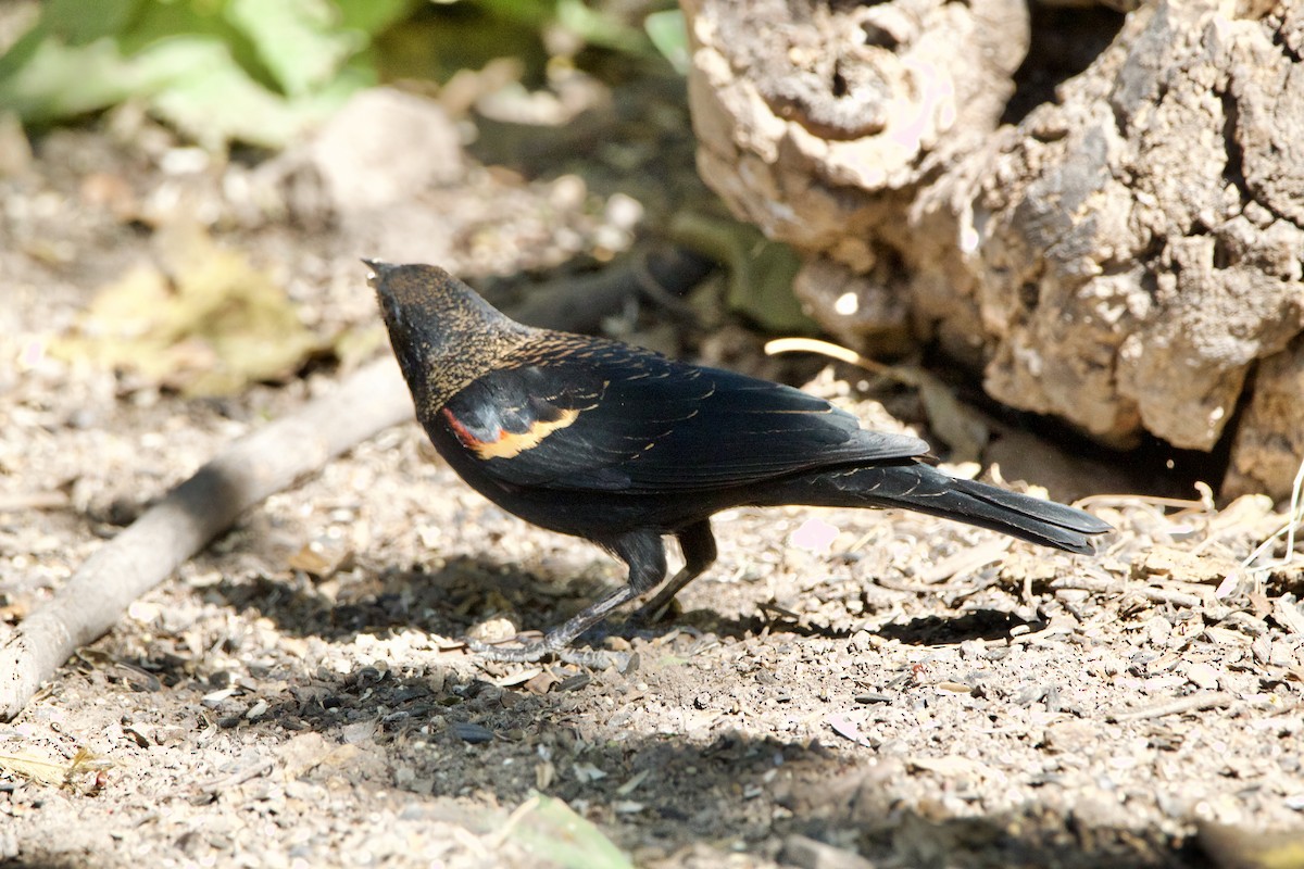 Red-winged Blackbird - ML645665020