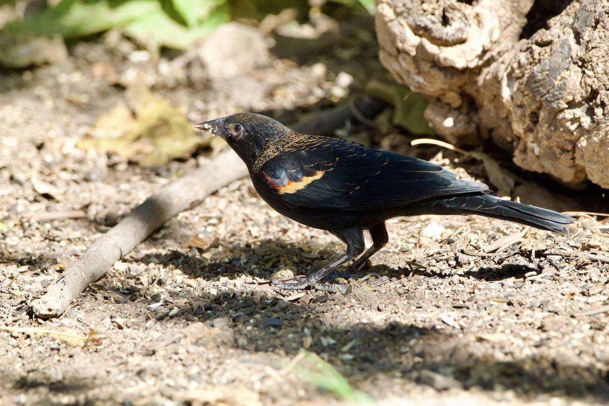 Red-winged Blackbird - ML645665022
