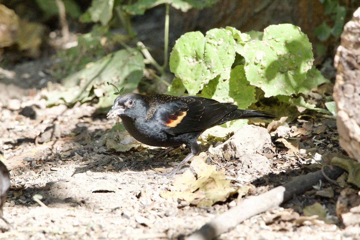 Red-winged Blackbird - ML645665023