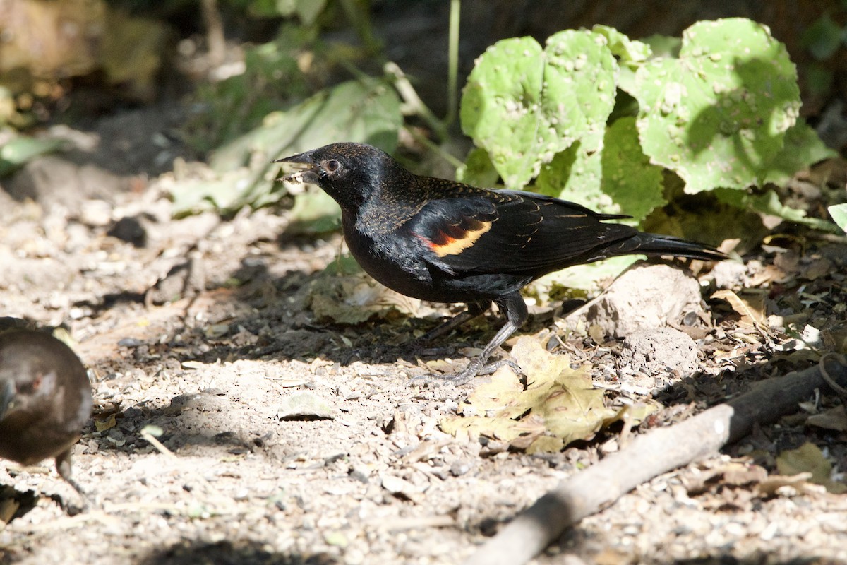 Red-winged Blackbird - ML645665024