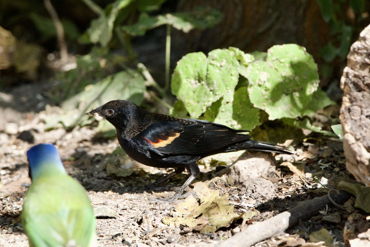 Red-winged Blackbird - ML645665025