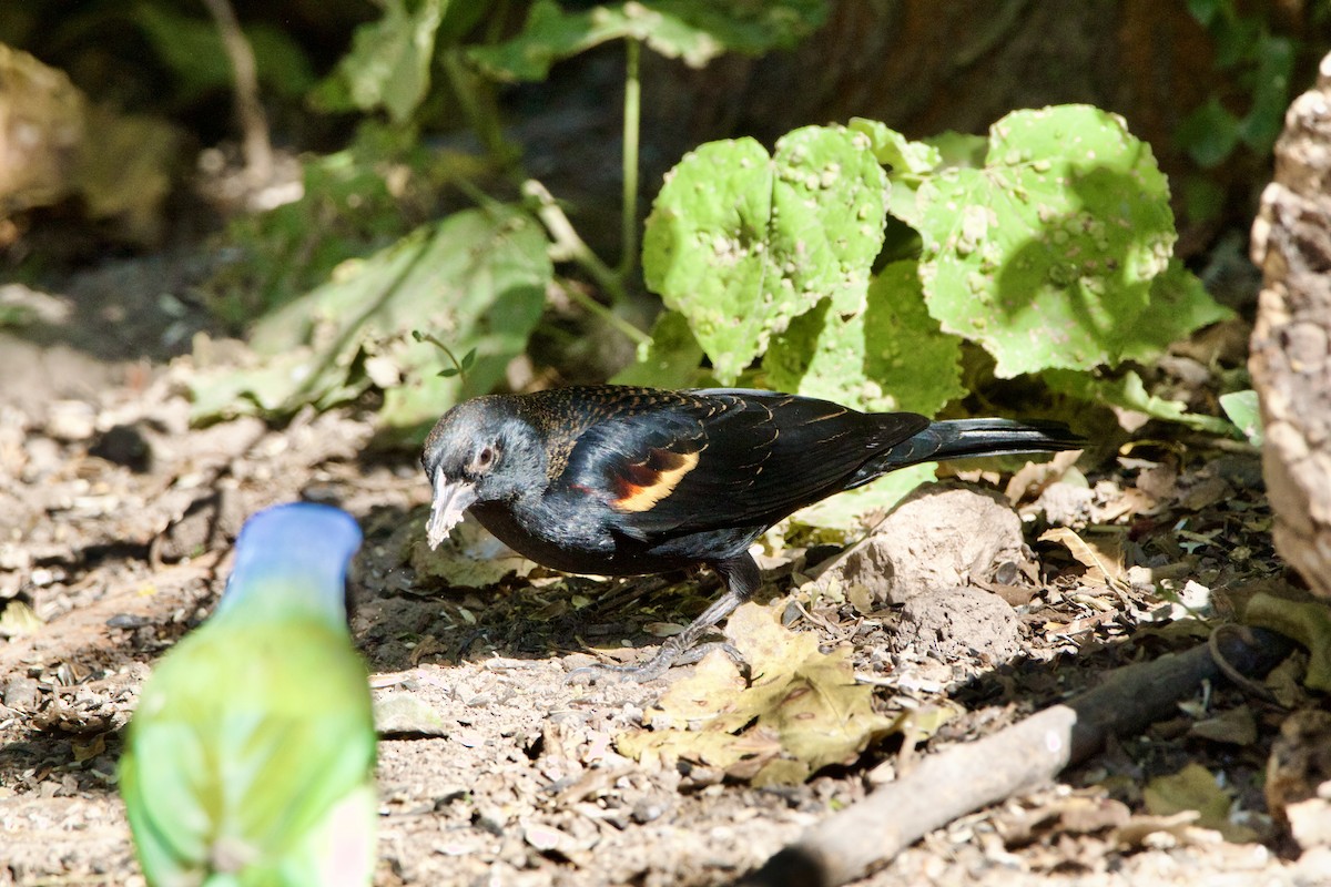 Red-winged Blackbird - ML645665026