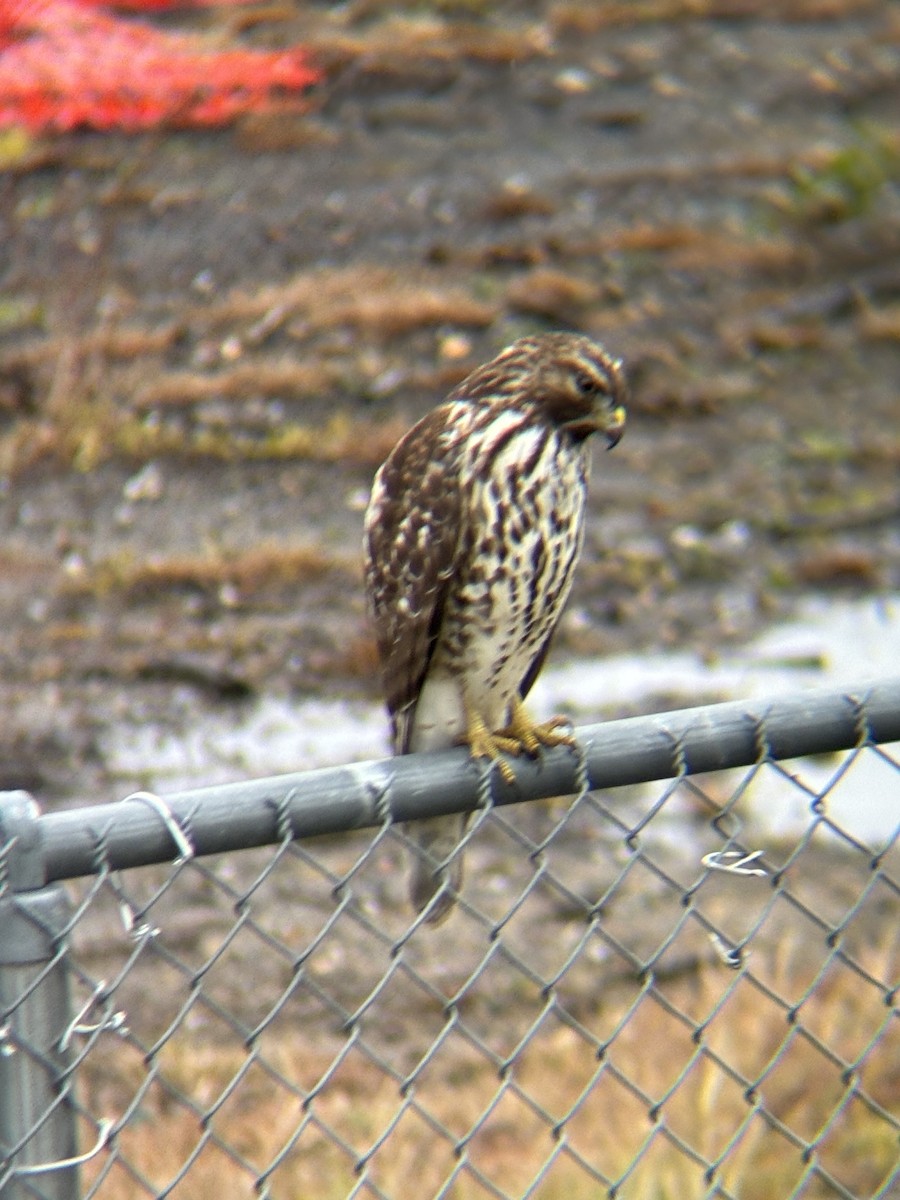 Red-shouldered Hawk - ML645665027