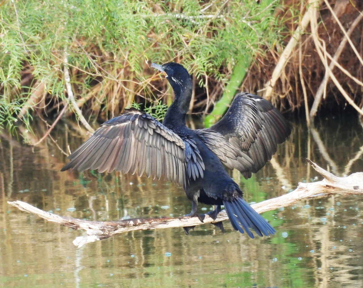 Neotropic Cormorant - ML645665028