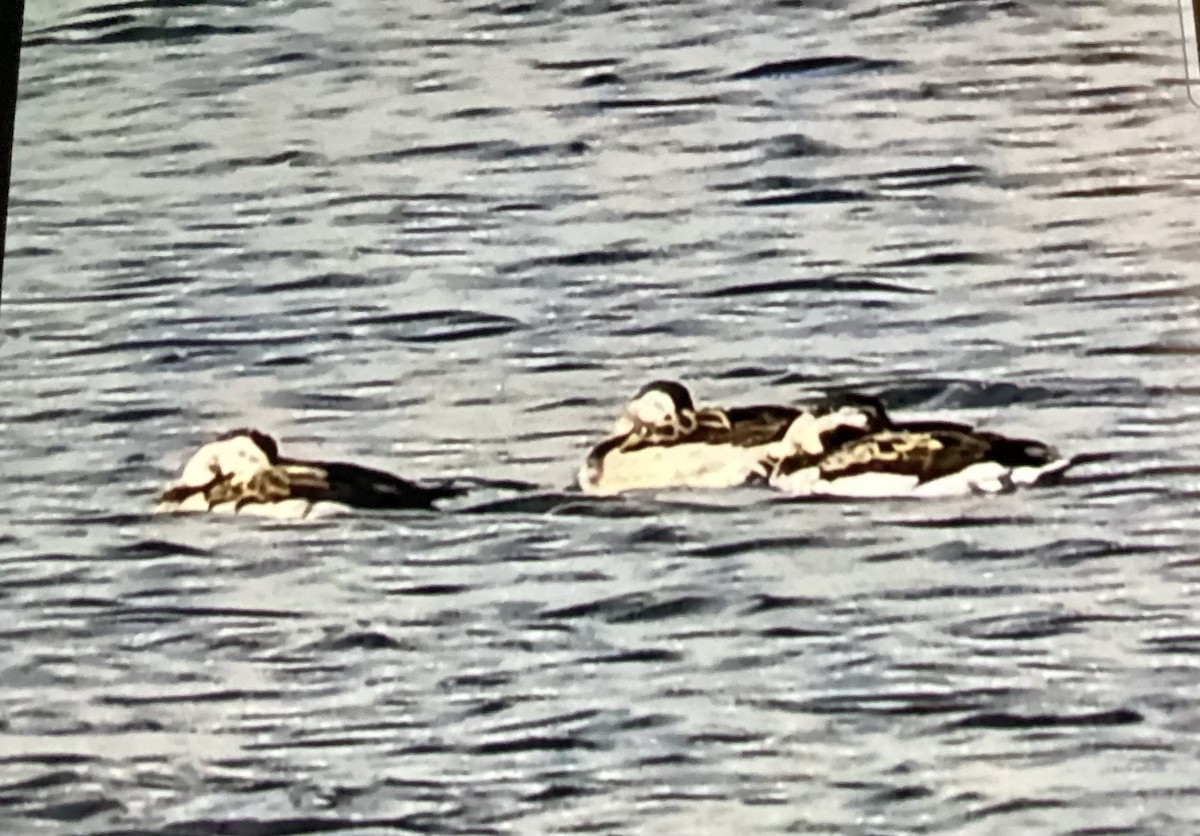 Long-tailed Duck - ML645665036