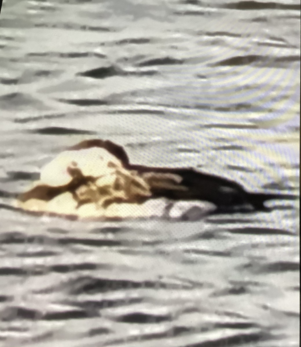 Long-tailed Duck - ML645665037
