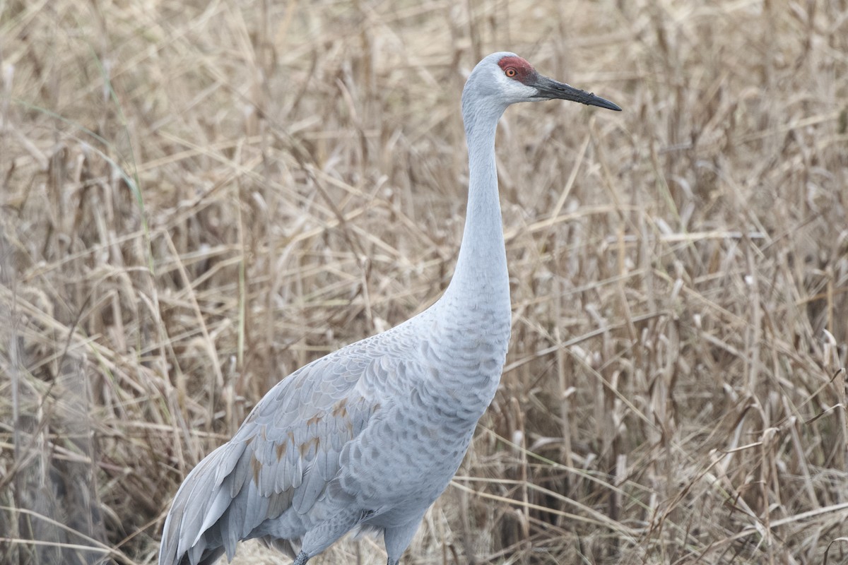 Sandhill Crane - ML645665038