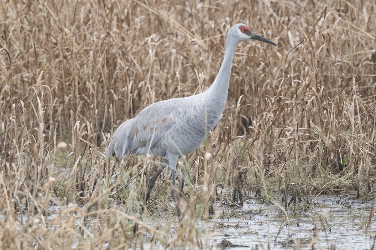 Sandhill Crane - ML645665039