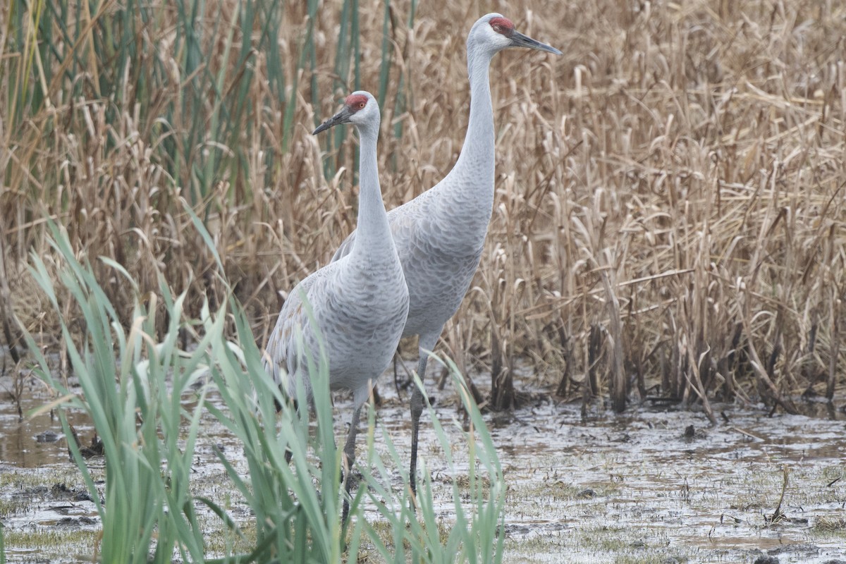 Sandhill Crane - ML645665040