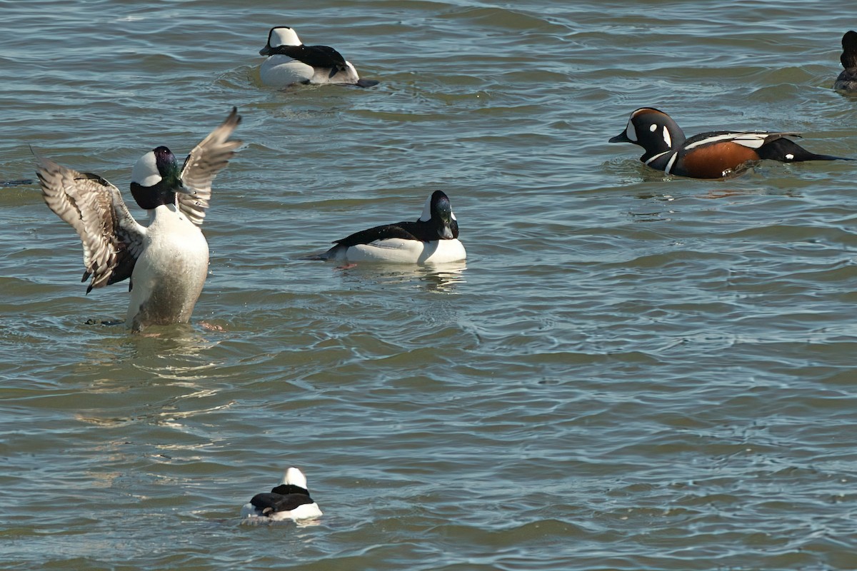 Harlequin Duck - ML645665041