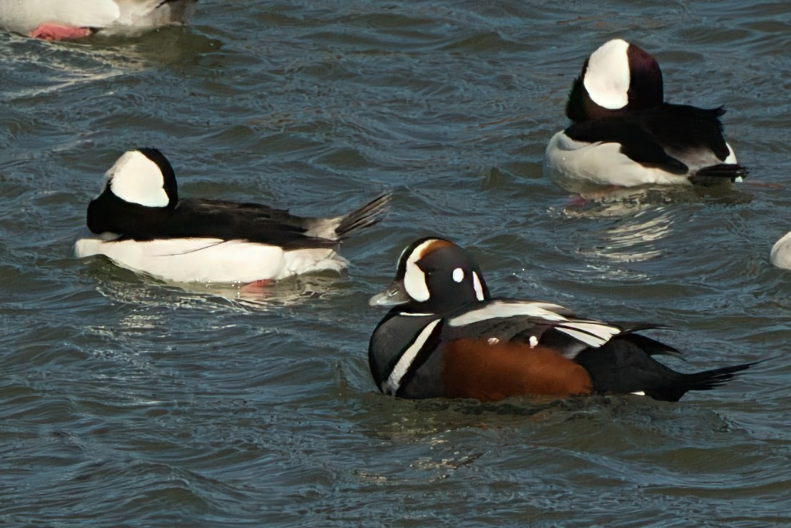Harlequin Duck - ML645665045