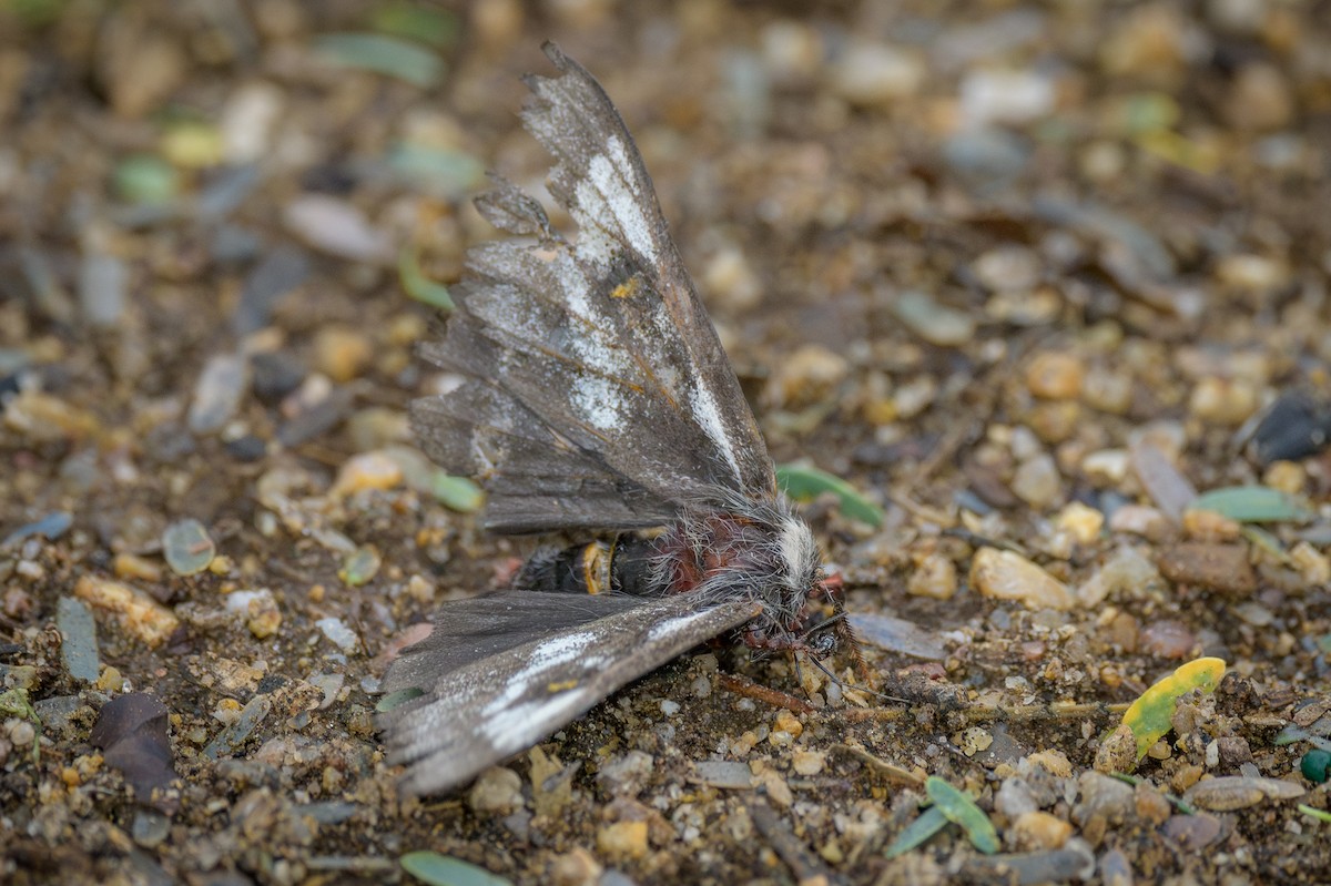 Animals - ML645665048