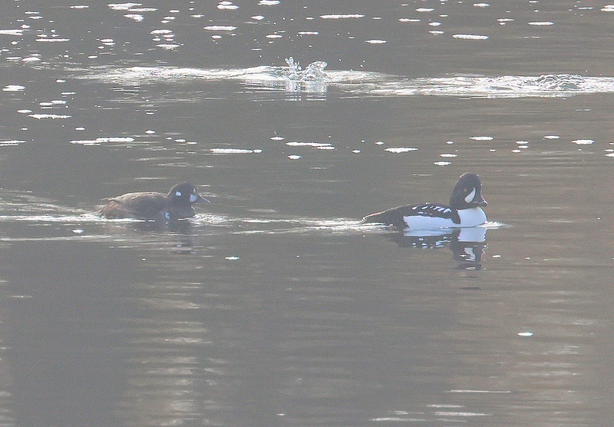 Harlequin Duck - ML645665052