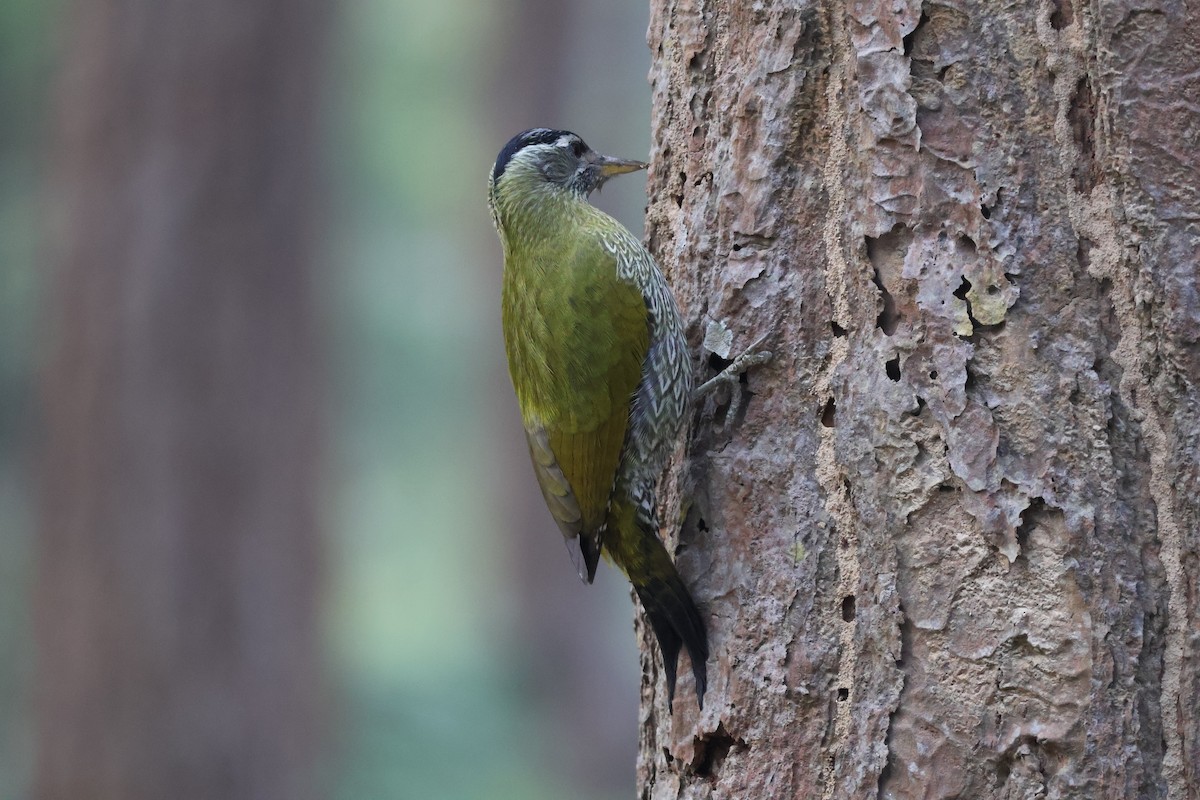 Streak-throated Woodpecker - ML645665053